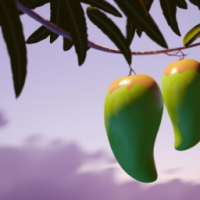 two mango on tree