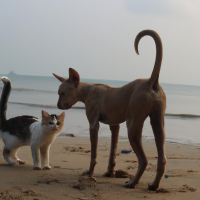 cat with dog in sea beach